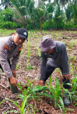 Polsek Kuindra dan Kelompok Tani Cek Pertumbuhan Jagung Hibrida Secara Rutin