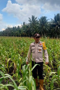Pantau Perkembangan Jagung Usia 9 Minggu, Bhabinkamtibmas dan Perangkat Desa Pastikan Pertumbuhan Tanaman Tetap Optimal