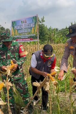 Polsek Kateman Panen 2 Ton Jagung, Dorong Desa Air Tawar Jadi Lumbung Pangan